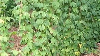 In Czech Agriculture