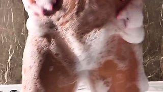 Hottest brunette solo webcam masturbation 2