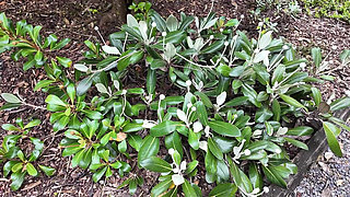 Flashing And Masturbating At The Botanical Garden