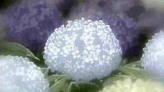 Miss's japanese smut