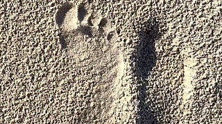 Comparing Size 16 Feet to Sand Prints at the Beach