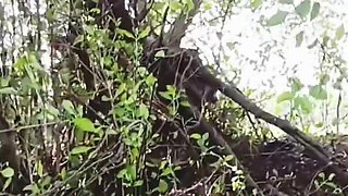 Bhabhi Jungle Apni Stepbrother-in-law Se Ass Marawana Chahta Rahi Aur Stepbrother-in-law Stepsister-in-law Ki Aaj Gad Maar Ega Badi Loud Se