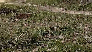 Jangal Me Chut Ka Maggal