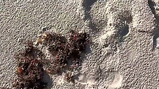 Comparing Size 16 Feet to Sand Prints at the Beach