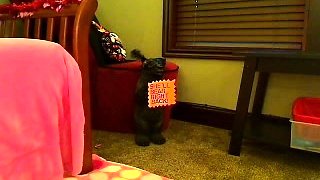 Hot Busty Webcam Babe Masturbate Solo